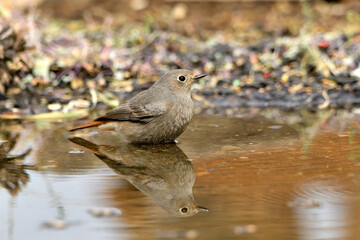 colirrojo tizón hembra (Phoenicurus ochruros) bañándose en el estanque del parque 