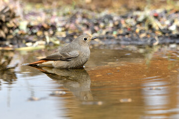 colirrojo tizón hembra (Phoenicurus ochruros) bañándose en el estanque del parque 