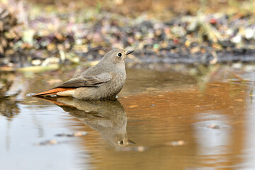 colirrojo tizón hembra (Phoenicurus ochruros) bañándose en el estanque del parque 