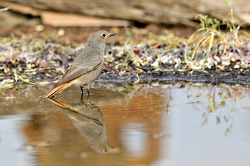 colirrojo tizón hembra (Phoenicurus ochruros)​ en el estanque del parque comiendo y bebiendo 