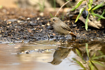 colirrojo tizón hembra (Phoenicurus ochruros) bañándose en el estanque del parque 