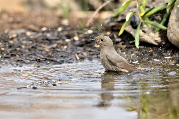 colirrojo tizón hembra (Phoenicurus ochruros) bañándose en el estanque del parque 