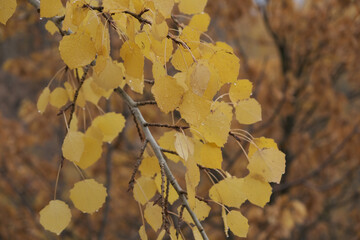 View after a rain in autumn