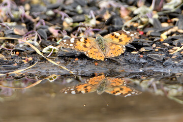 mariposa amarilla bebiendo en el estanque