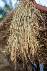 preparing paddy or rice after cutting in the field for selling in the paddy market. paddy crop
