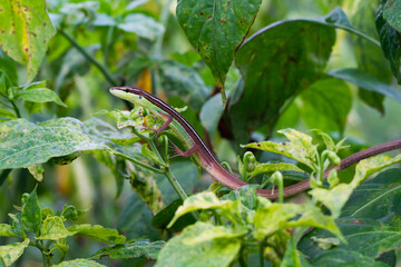 Photo of the lizard Takydromus Formosanus in the bushes.