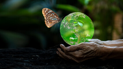 Hand old holding and protecting, sapling plant tree for save earth globe on soil.   World Environment and Save Environment. Earth image provided by Nasa