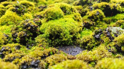 Obraz premium Close up photo of moss.