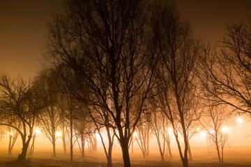 Spooky bright forest at night 