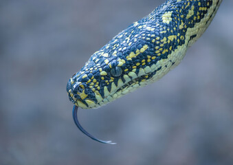Snake eyes