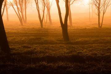 Spooky bright forest at night 