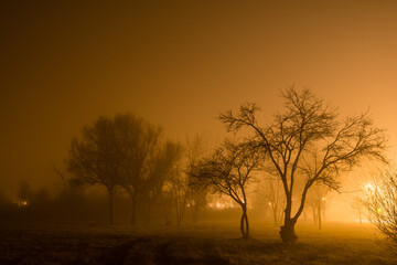 Fototapeta na wymiar Spooky bright forest at night 