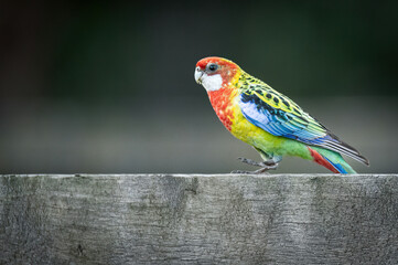 Eastern rosella on the fence