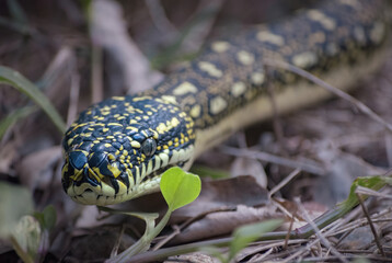 snake in the leaves