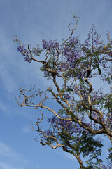 Jacaranda