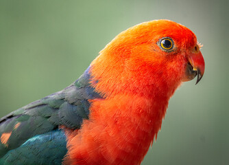 Australian male King Parrot side portrait