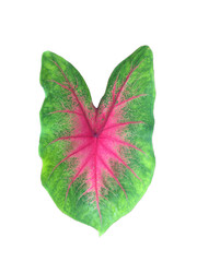 caladium bicolor leaf isolate on white background