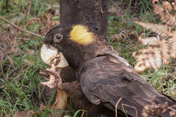 Black and yellow cockatoo eating grubs