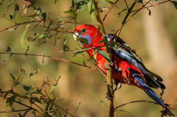 Crimson rosella on a branch
