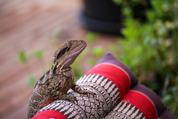 Water lizard dragon macro closeup on yoga garden mat 
