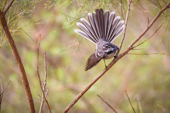 Grey fantail