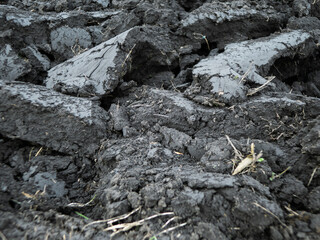 a plowed field on a farm. close-up of arable land. agricultural business. plowed land