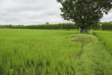 beautiful scenery in northeast thailand