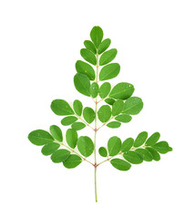 Fototapeta na wymiar branch of green moringa leaves,tropical herbs with drops of water isolated on white background