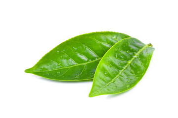 Green tea leaf with drops of water on white background.
