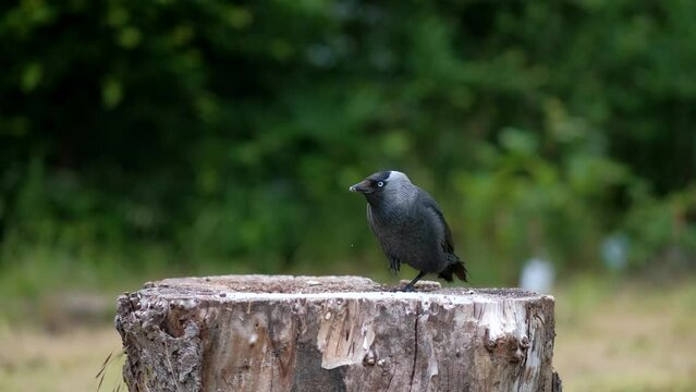 A black bird with a gray neck A European eider on one paw pecking at crumbs on an old stump in close-up.