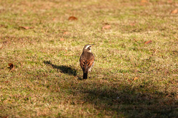朝の光を浴びるツグミ