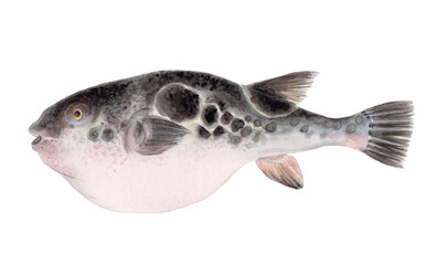 トラフグ 手描き水彩画 © Tスペース