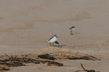 Double-banded Plover with two babies on a beach
