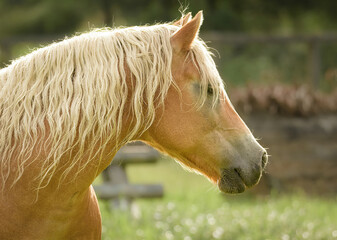 portrait of a horse