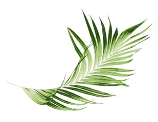 Green leaves of palm tree on white background