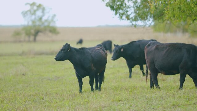 Cattle brazing in fields. Black angus cows as herd. Powerful black cow that eats grass. Real time.