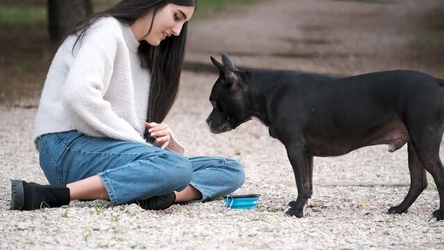Young caucasian woman giving water to her american staffordshire and french bulldog mixed breed dog at a pine forest.