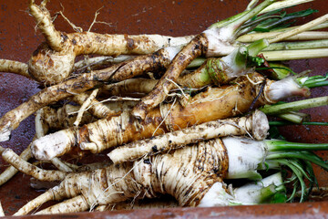 Organic horseradish wash with brush and water