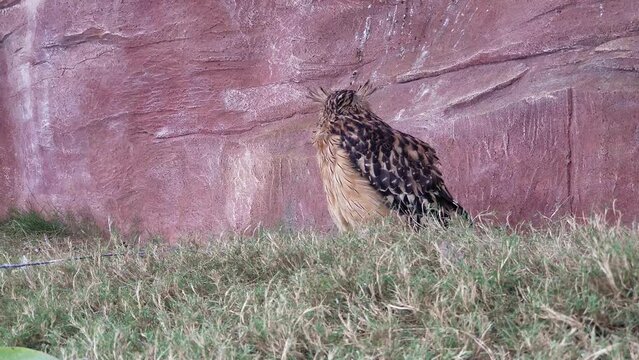 Buffy Fish Owl turned its head