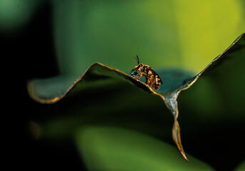 bee having a drink
