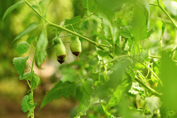 Green sick tomato affected by disease vertex rot in a greenhouse in the garden. Lack of fertilizer for vegetables