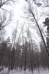 Winter scene. Snowy day in the forest.  