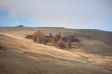 Autumn landscape with larches. Altai