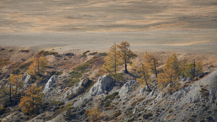 Autumn landscape with larches. Altai