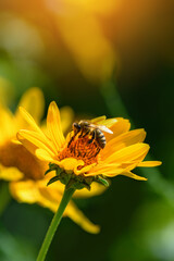 Bee and flower. Close up of a large striped bee collecting pollen on a yellow flower on sunny  day....