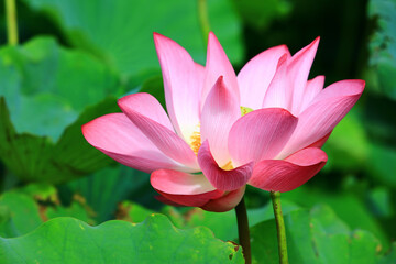 amazing view of blooming Lotus flower,close-up of pink lotus flower blooming in the pond in summer
