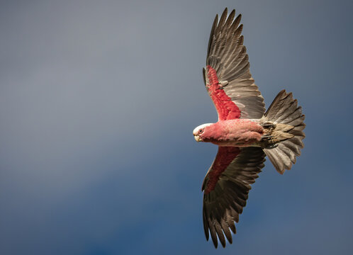Flaming galah