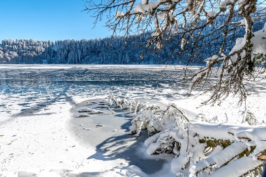sapin tomb&eacute; dans le lac pavin suite &agrave; une temp&ecirc;te et recouvert de neige et de glace par une superbe journ&eacute;e ensoleill&eacute;e d'hiver