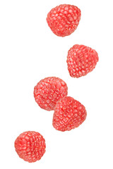 Levitation of ripe natural raspberry berries isolated on a transparent background. - obrazy, fototapety, plakaty