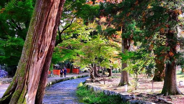 参道，黃葉，秋，紅葉，京都，神社，日本，お寺，水の波，風景, 旅行, 建築, 自然, 木, 背景, 黄色, 庭, 光